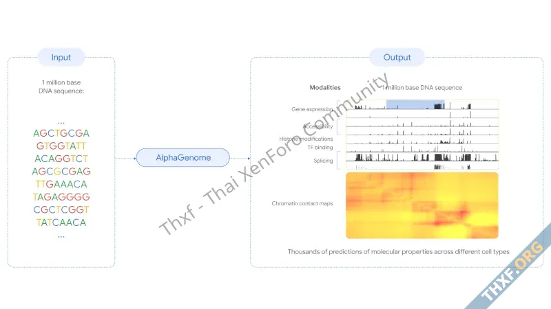 DeepMind เปิดตัว AlphaGenome โมเดลทำนายการกลายพันธุ์ของ DNA-1.webp
