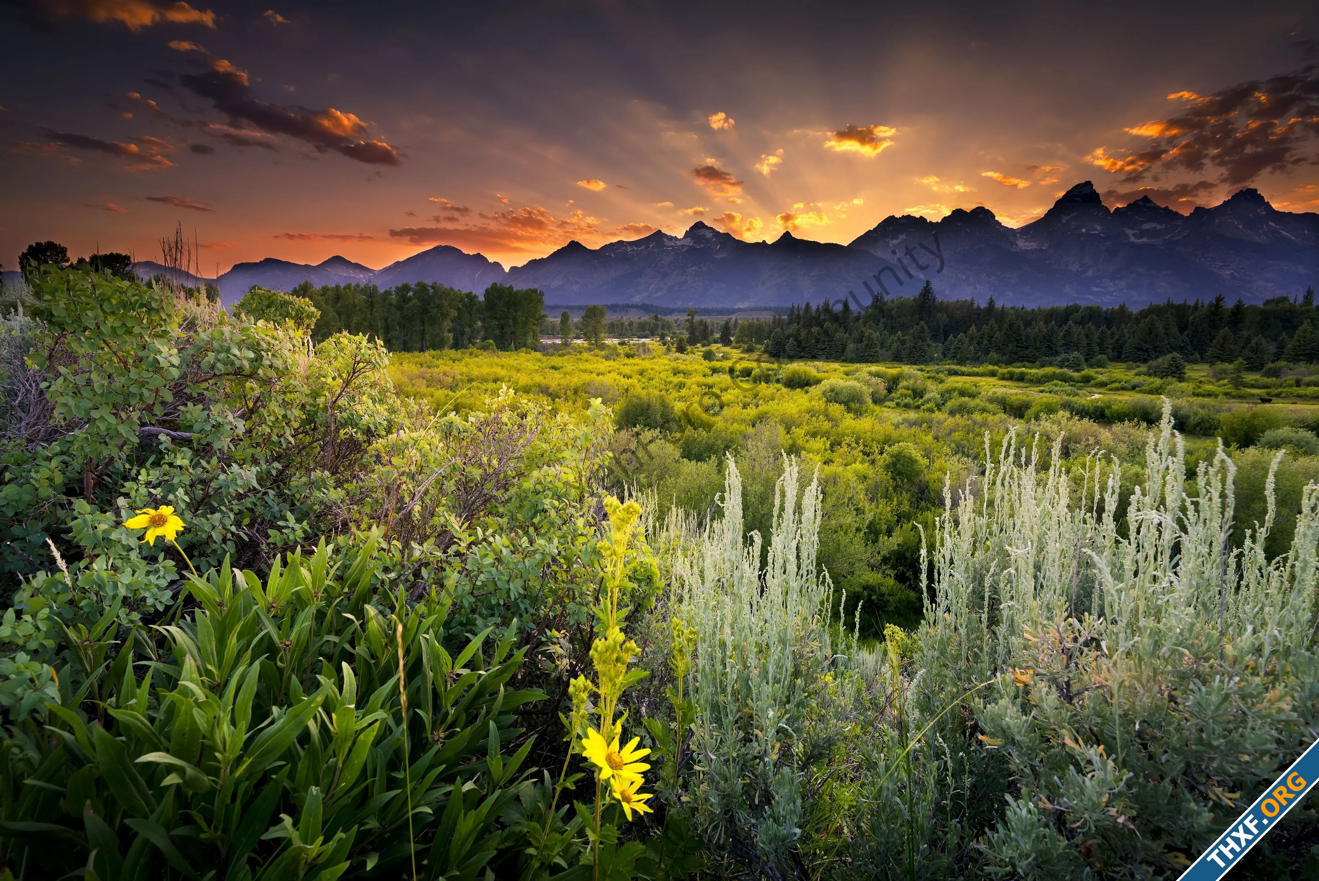 Grand_Teton_National_Park_sunset_clouds_evening_mountains_field_flowers_herbs_woods_trees_pine...jpg