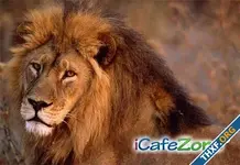 african-lion-closeup.webp