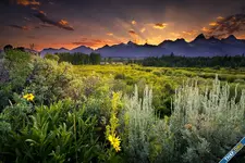 Grand_Teton_National_Park_sunset_clouds_evening_mountains_field_flowers_herbs_woods_trees_pin...webp