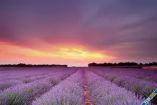 Lavandula_Fields_Sky_Clouds_Flowers_sunset_sunrise_4762x3175.webp