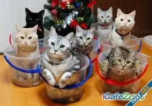 300008_163789410383990_148658651897066_274497_1347328204_n.webp