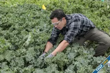 Alphabet แยก Heritable Agriculture สตาร์ทอัปพัฒนาสายพันธุ์พืชที่เป็นมิตรกับโลก ออกมาเป็นบริษัทแล้ว