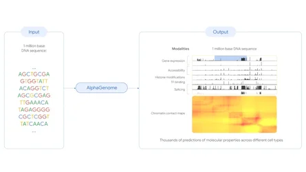 DeepMind เปิดตัว AlphaGenome โมเดลทำนายการกลายพันธุ์ของ DNA-1.webp DeepMind เปิดตัว AlphaGenome โมเดลทำนายการกลายพันธุ์ของ DNA-1.webp