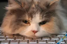 cat-close-up-6173300_1280.webp